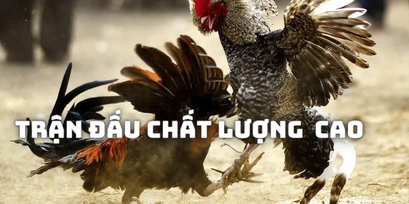 Chọi gà OK9 với đa dạng mức cược hấp dẫn