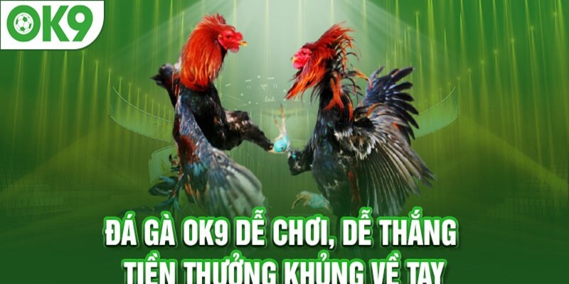 Sảnh đá gà OK9 đẳng cấp, uy tín hiện nay